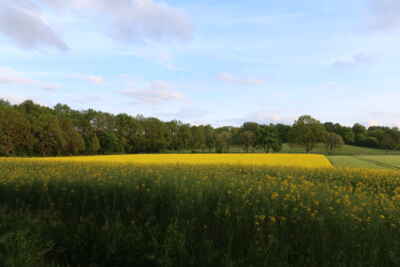 Foto aus Seevetal